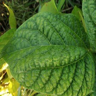 (PDF) Black gram Plant Leaf Disease (BPLD) dataset for recognition and ...