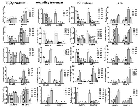 Expression Profiles Of Memt Genes In Leaves Of Plants Under Abiotic