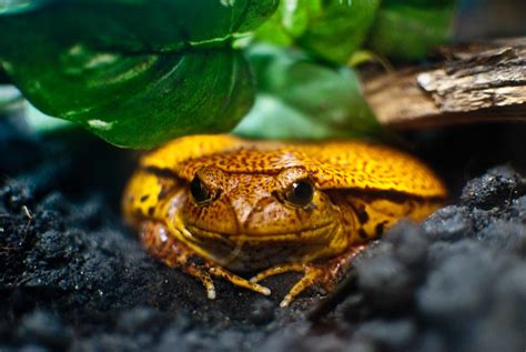 Tomato Frog From Wikipedia The Free Encyclopedia Tomato F Flickr