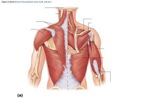 Anterior Trunk Shoulder Arm Diagram Quizlet