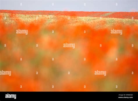 Huge Poppy Field Hi Res Stock Photography And Images Alamy