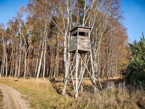 Będzie odstrzał dzików pod Lesznem uważajcie w lasach w tych dniach