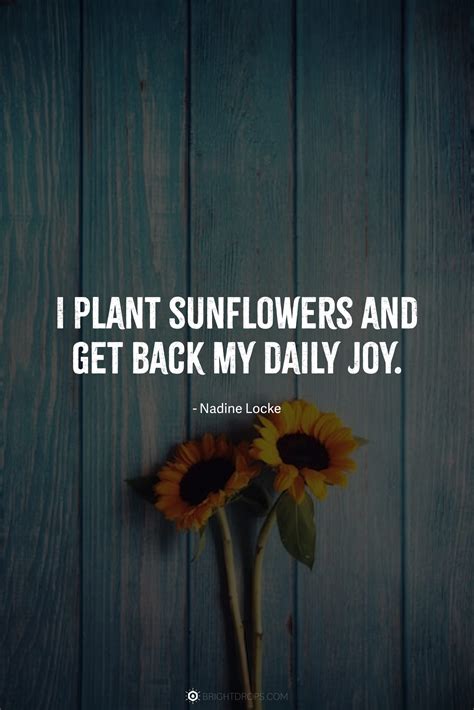 147 Sunflower Quotes for Instagram and Social - Bright Drops