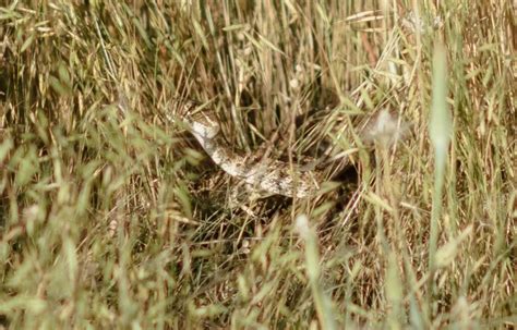 Rattlesnake bites Colorado groom during wedding photos