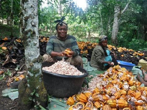 Deep Dive Reconnecting Cameroon With Premium Cacao Cacao Latitudes