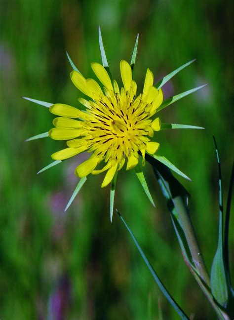 Yellow Salsify Flower By Finhead4ever On Deviantart