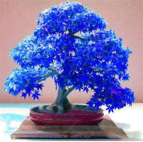 Pcs Kinds Rare Blue Maple Bonsai Tree Plants Pot Suit Diy Home