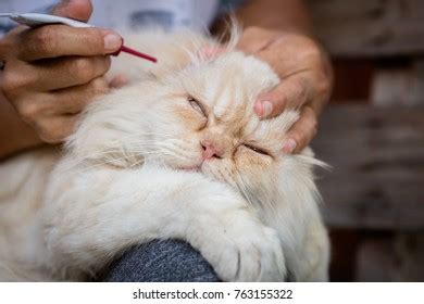 Woman Removing Ear Wax Cats Cat Stock Photo 763155322 | Shutterstock