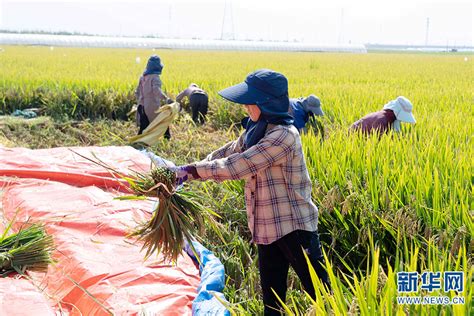 云南蒙自袁隆平超级杂交水稻“玮两优8612”首种亩产破1000公斤