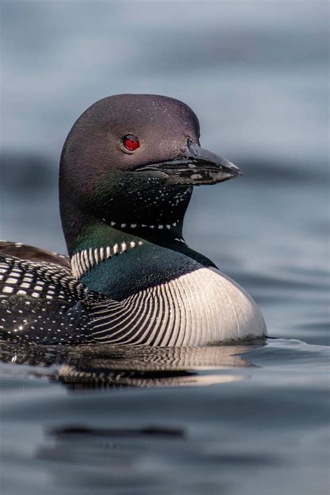 Unveiling Canadian Wildlife: 15 Fascinating Animals