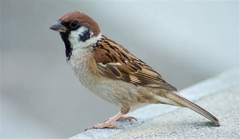 House Sparrow Passer Domesticus Natural History Museum