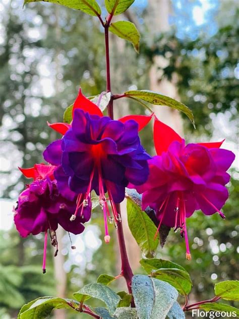 5 Great Hibiscus Companion Plants And Landscaping Ideas For A Vibrant