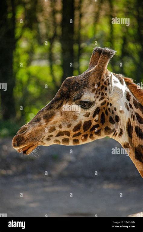 Blackpool Zoo Animals Stock Photo - Alamy