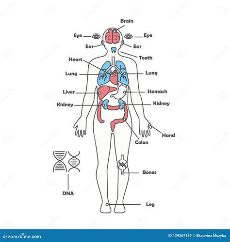 Diagramma Vettoriale Umano Maschio Degli Organi Interni Del Corpo Di