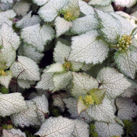 Lamium Maculatum Orchid Frost Midwest Groundcovers LLC