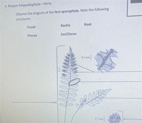 Solved Observe the diagram of the fern sporophyte. Note the | Chegg.com