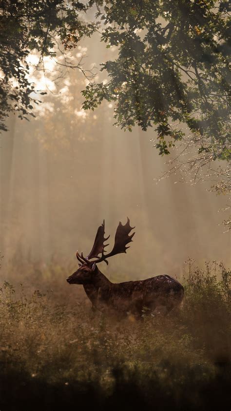 2160x3840 Deer Mammal Forest Sunbeams 4k 5k Sony Xperia X,XZ,Z5 Premium ...