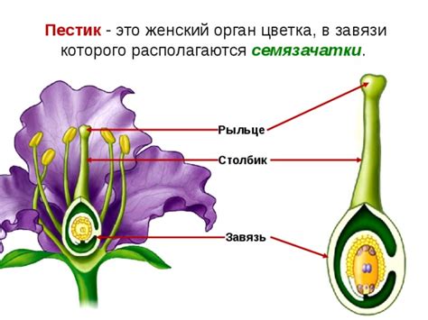 Строение цветка Биология Презентации 6 класс