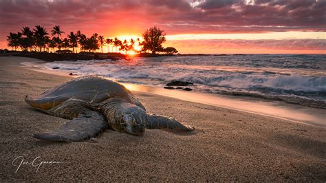 Turtle Love | Sea Turtle Photos for Sale | Kukio Beach | Hawaii