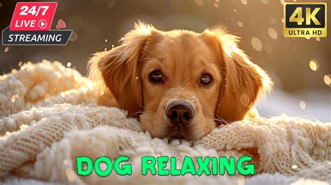 24 Hours Calming Piano Music For Dogs 🐶 Deep Separation Anxiety Music