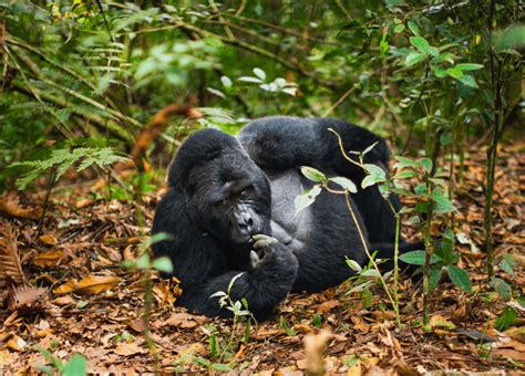 Gorilla Permits Costs And How To Book