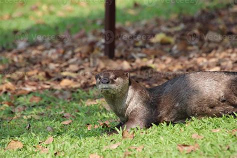 Smooth Coated Otter in a field 13942062 Stock Photo at Vecteezy