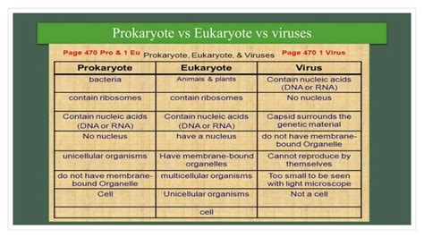 Viral Genomespptx