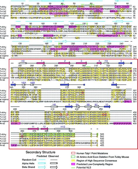 Implication Of Tubby Proteins As Transcription Factors By Structure