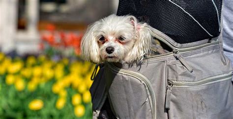 Bolsos y Mochilas para Perros y Gatos 10 Mejores Guía 2023