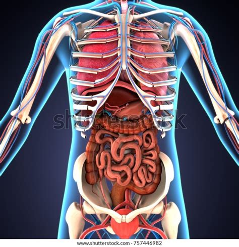 3d Illustration Human Digestive System Stock Illustration 757446982