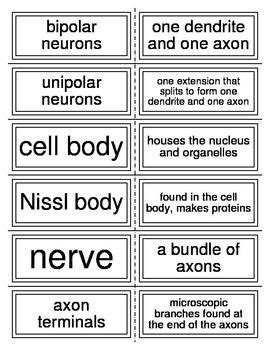 Flash Cards Covering The Nervous System Nursing School Prerequisites