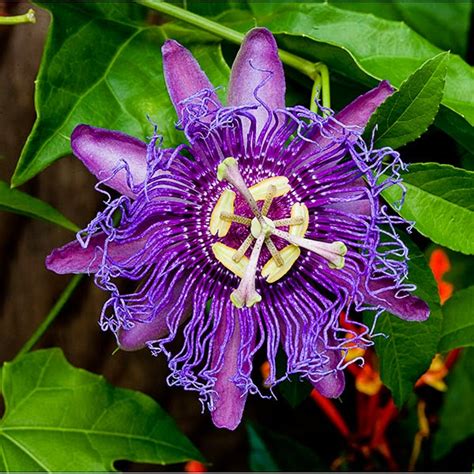 Lets Enjoy The Beauty Passion Flower One Of The Worlds Most Beautiful Flowers