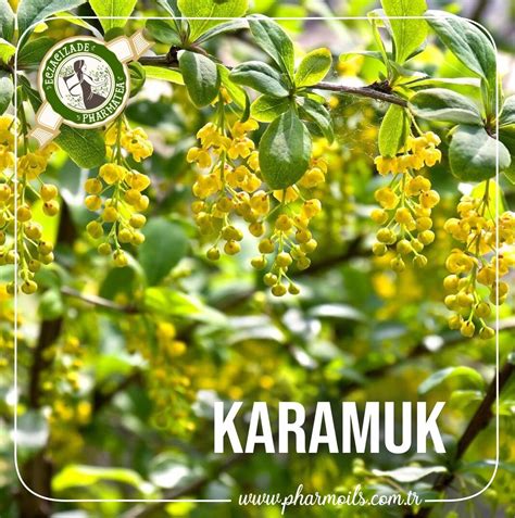 KARAMUK Pharmoils | Fitoterapinin Bilimle Buluştuğu Nokta