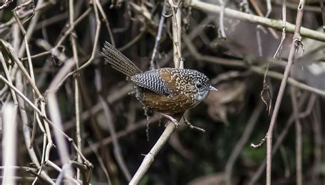 Birds Of Bhutan Photo Gallery Of Birds Of Bhutan