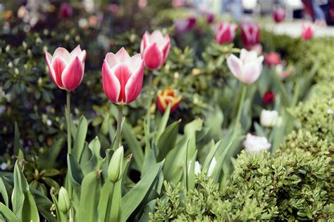 Tulipa Vermelho Colorido Foto Gratuita No Pixabay Pixabay