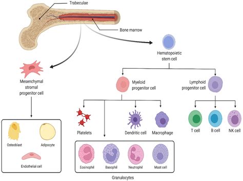 In Vitro Models Of Immune Dysfunction In Space Encyclopedia MDPI