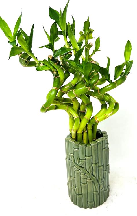 amazoncom jm bamboo  spiral lucky bamboo essential bamboo design