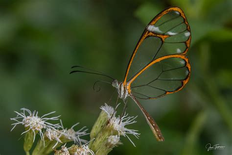 Mariposa Alas De Cristal Greta Diaphanus Juan Taveras Flickr