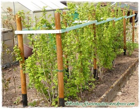 Himbeeren Neues Rankgerüst Rankhilfe himbeeren Garten pflanzen