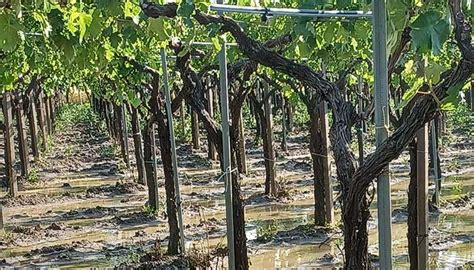 Peronospora Killer Strage Di Vigneti A Foggia Bari E Taranto