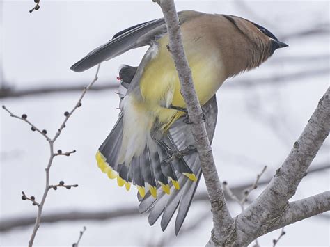 Cedar Waxwing DSC00595 Dana Siefer Flickr