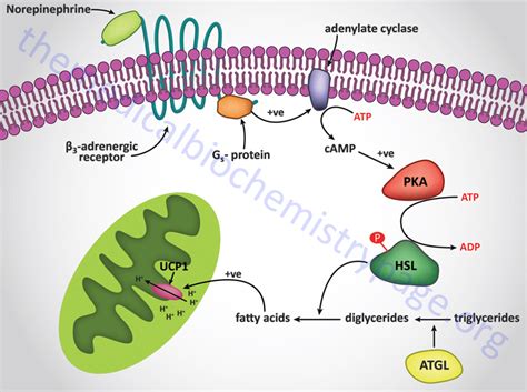 Oxidative Phosphorylation And Related Mitochondrial Functions The Medical Biochemistry Page