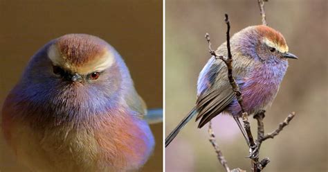 These Puffy Tits Look Unreal GAG