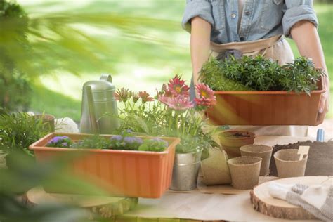 Comment bien nettoyer ses pots de fleurs géants en plastique après l