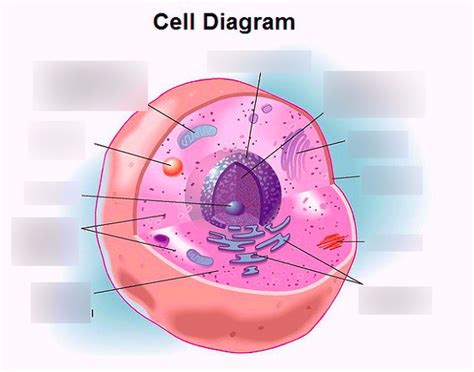 Organelles of a Cell Diagram | Quizlet