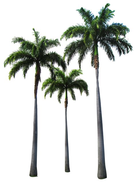 Collection Of Palm Tree Png Pluspng