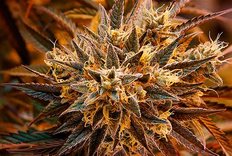 The Wins And Losses Of Using Delta For Sex