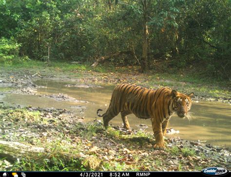 Water Holes And Grassland Restoration A Tiger Conservation Experiment