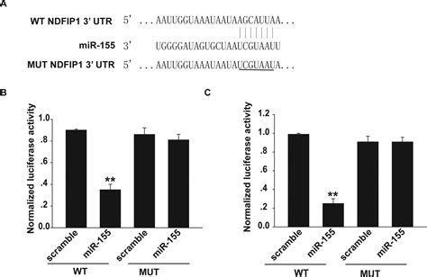 Mir 155 Promotes Uveal Melanoma Cell Proliferation And Invasion By