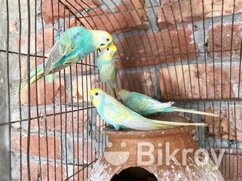 Bird S Sell For Sale In Shaheb Bazar Bikroy